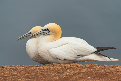 Behavior of wild migrating gannets at island Helgoland, Germany, summer time