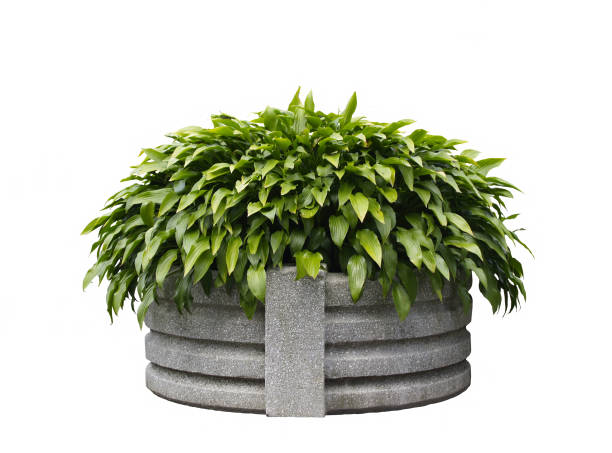 Isolated planter with clipping path A picture of planter against white background. Clipping path included potted plant stock pictures, royalty-free photos & images