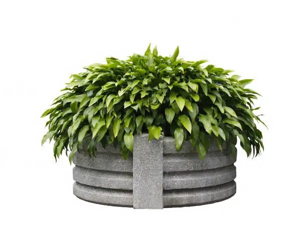 A picture of planter against white background. Clipping path included