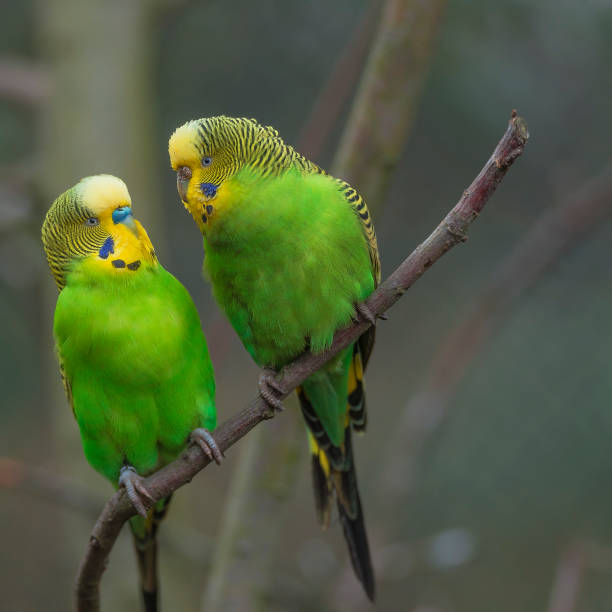 istock Beautiful small green parrots at display in open resort, Germany 877854096