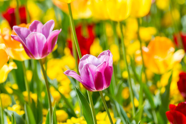 istock violett tulip in front of yellow tulips 877854148
