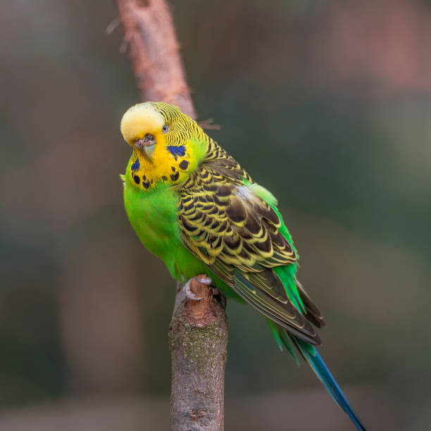 istock Beautiful small green parrots at display in open resort, Germany 877854260