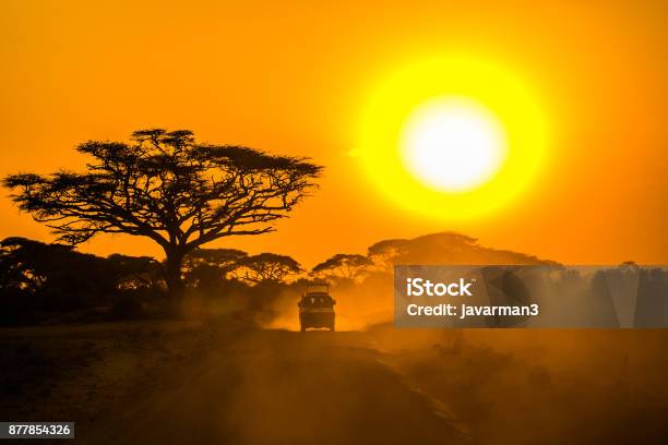 Safari Jeep Driving Through Savannah In The Sunset Stock Photo - Download Image Now - Safari, Sunset, Africa