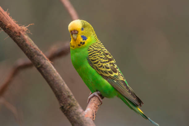 istock Beautiful small green parrots at display in open resort, Germany 877854596