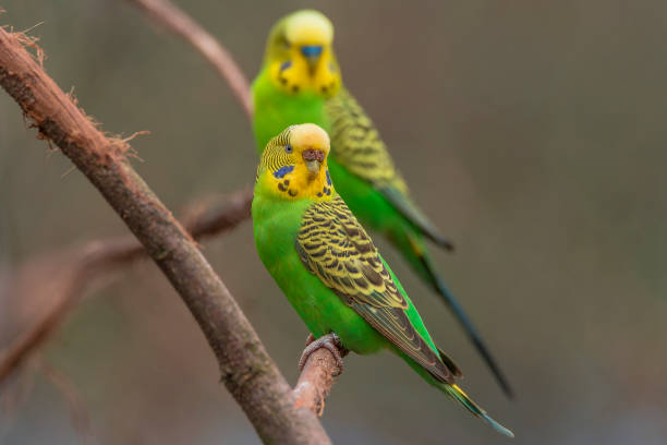 istock Beautiful small green parrots at display in open resort, Germany 877854712