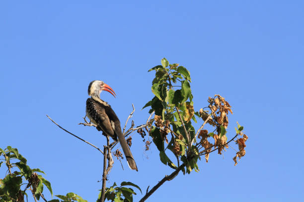 istock Chobe National Park - Botswana - Part 3 877856832