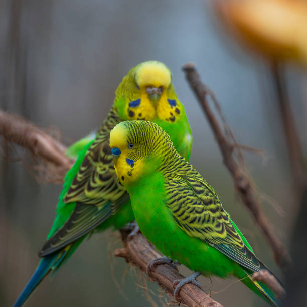 istock Beautiful small green parrots at display in open resort, Germany 877861182