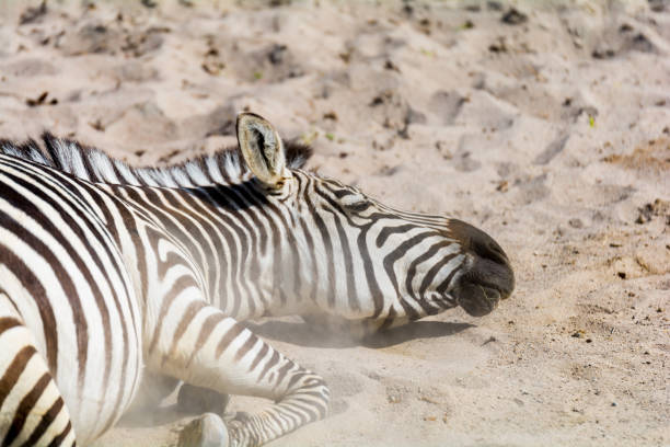 Zeebra lying in the hot sand