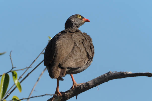 istock Chobe National Park - Botswana - Part 3 877861204