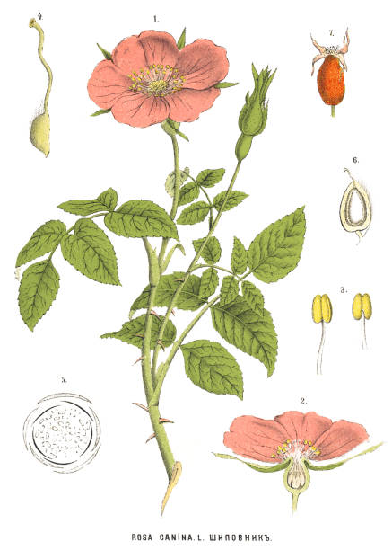 Medicinal and Herbal Plants Antique illustration of a Medicinal and Herbal Plants.  rosa canina stock illustrations