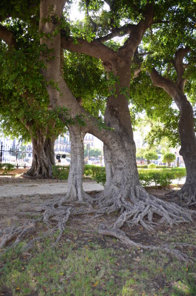 istock Palermo: the ficus garden 877862098