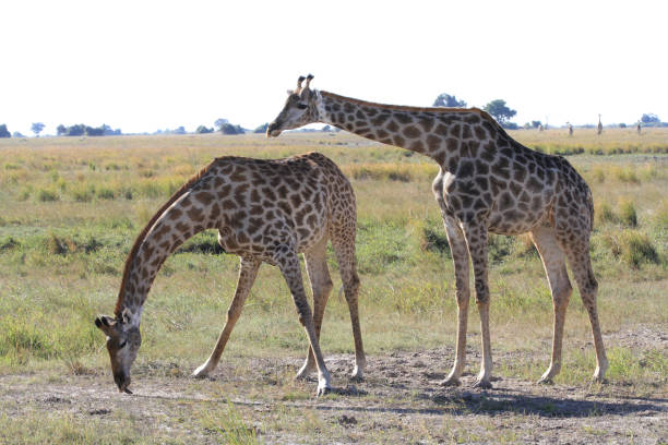 istock Chobe National Park - Botswana - Part 3 877871690