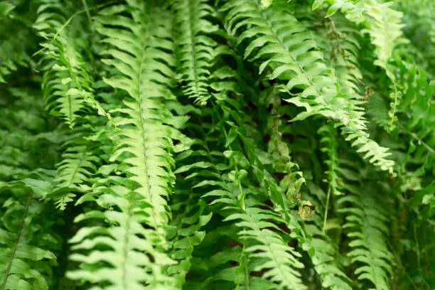 Fern plant background Tuber Sword Fern sword fern stock pictures, royalty-free photos & images