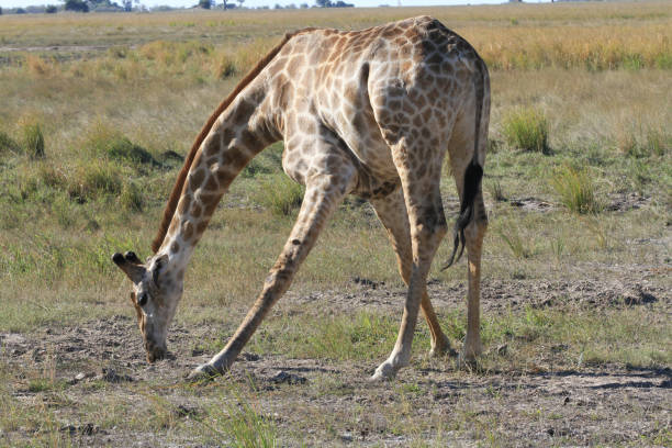 istock Chobe National Park - Botswana - Part 3 877873820