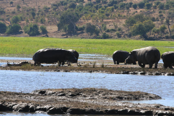 istock Chobe National Park - Botswana - Part 3 877873940