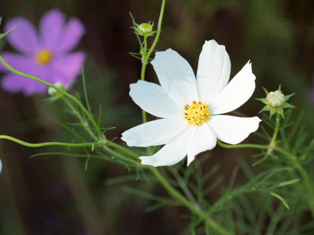 istock Cosmos bipinnatus 877875782