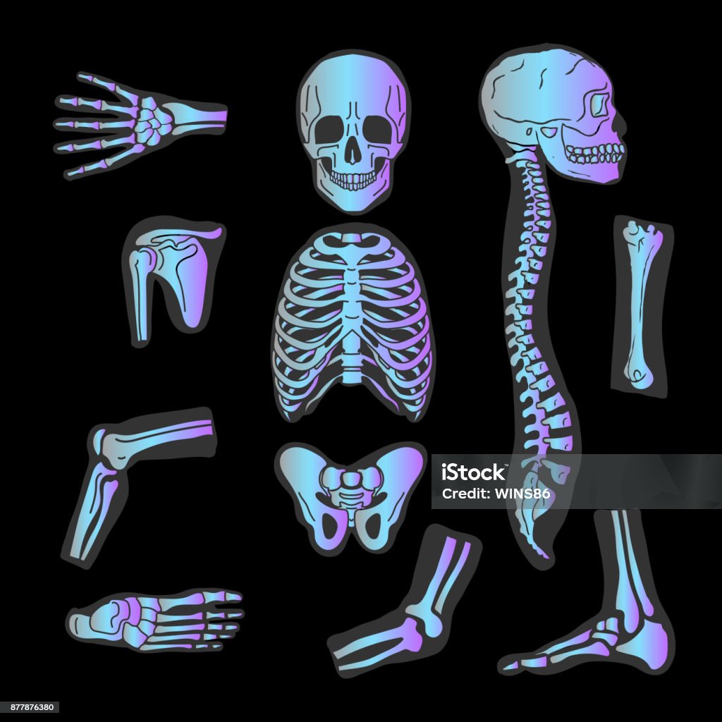 Human joints vector set. X-ray. Orthopedic and spine symbols. Elbow and knee, wrist and rehabilitation, hand and backbone illustration. Isolated Anatomy stock vector