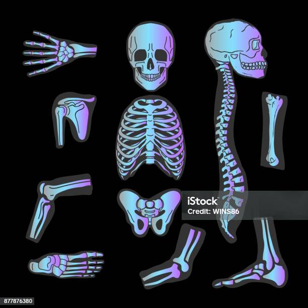 Human Joints Vector Set Xray Orthopedic And Spine Symbols Elbow And Knee Wrist And Rehabilitation Hand And Backbone Illustration Isolated Stock Illustration - Download Image Now
