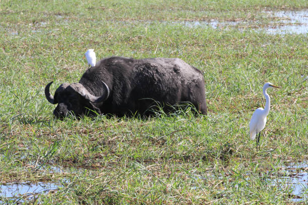 istock Chobe National Park - Botswana - Part 3 877876510