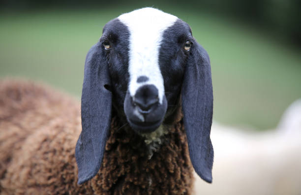 istock black head of a sheep with long ears 877876800