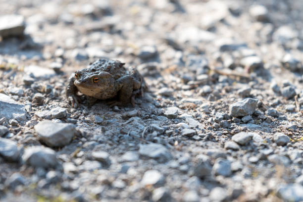 istock A frog sitting on the ground in spring time in Germany 877881412