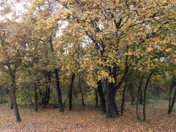 Field maple (Acer campestre) forest in the autumn