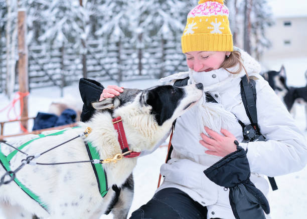 Girl with Husky dog in Finnish Lapland winter Finnish forest Girl and Husky dog, Rovaniemi, winter Finnish forest of Lapland dogsledding stock pictures, royalty-free photos & images