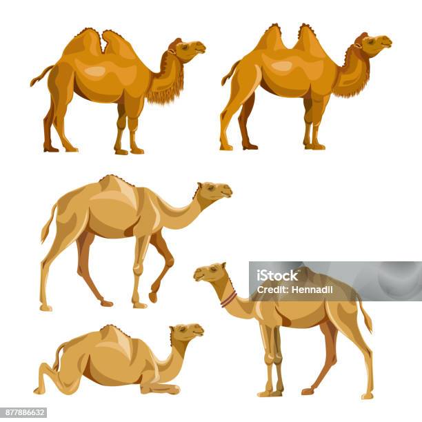 Kollektion Von Vektorkamele Stock Vektor Art und mehr Bilder von Kamel - Kamel, Afrika, Agrarbetrieb