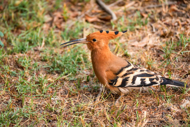 istock Common hoopoe or Upupa epops in India 877886862