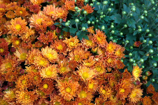 istock Orange Chrysanthemum flowers 877889610
