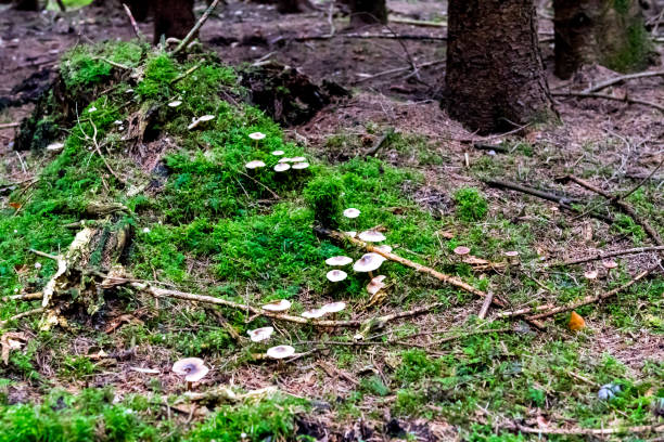 istock Mushrooms in autumn forrest 877890544