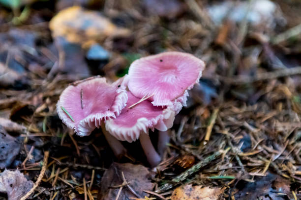 istock Mushrooms in autumn forrest 877890696