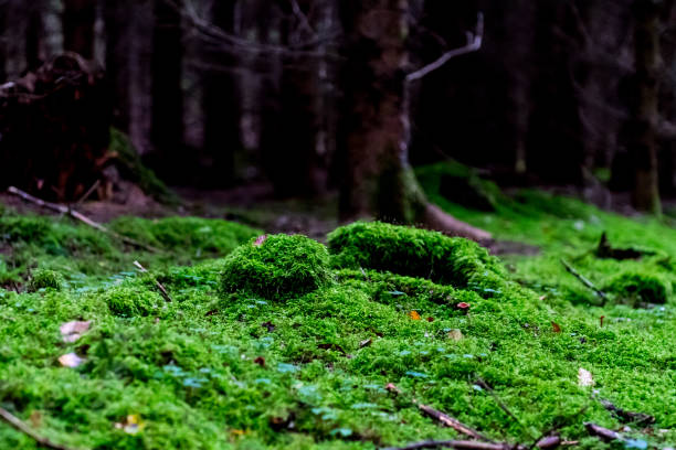 istock Mushrooms in autumn forrest 877890986