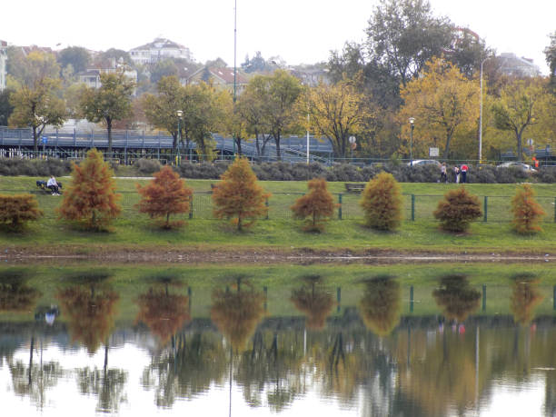 лысые кипарисы (taxodium distichum) вдоль кромки воды в общественном парке - waters edge lake beach tree стоковые фото и изображения