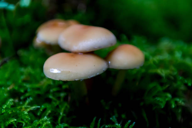 istock Mushrooms in autumn forrest 877895428