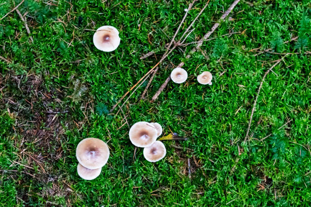 istock Mushrooms in autumn forrest 877895980