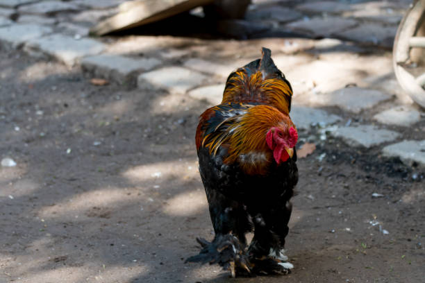 istock beautyful cock on the farm 877899932