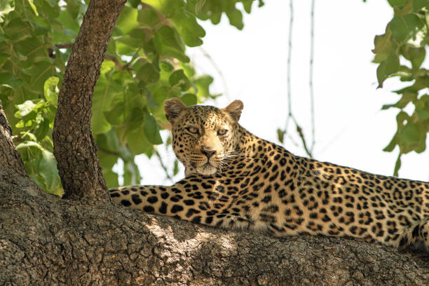 istock African Leopard relaxing on a large tree branch in south luangwa 877908392