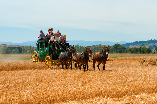 Amish Buggy in early morning-Hamilton County,Indiana