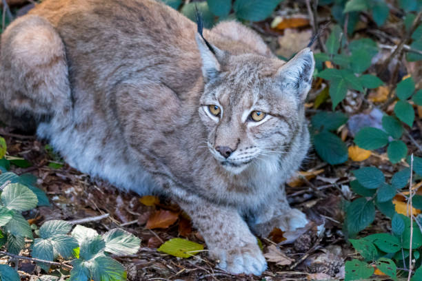 istock Lynx in the forrest in Germany 877915162