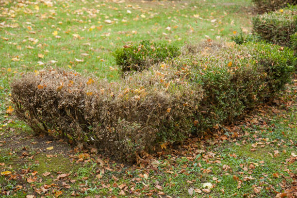 damaged dried hedge stock photo