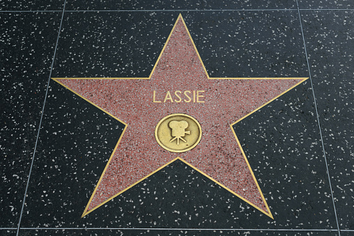 HOLLYWOOD, CA - DECEMBER 06: Lassie star on the Hollywood Walk of Fame in Hollywood, California on Dec. 6, 2016.