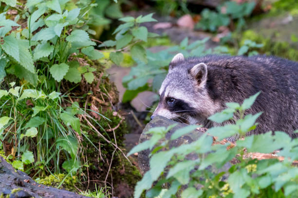 istock Racoon searching for food in forrest 877920726