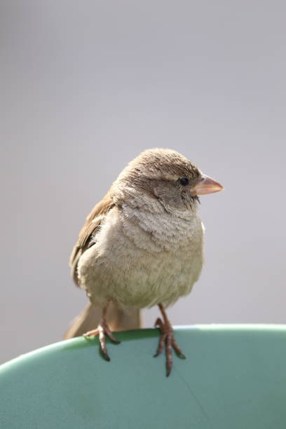 istock Close-Up Of Bird Perching On Plastic Container 877921430