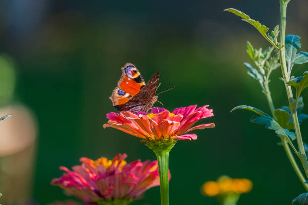 istock Butterfly European peacock collects nectar from flowers (Aglais io) 877921546