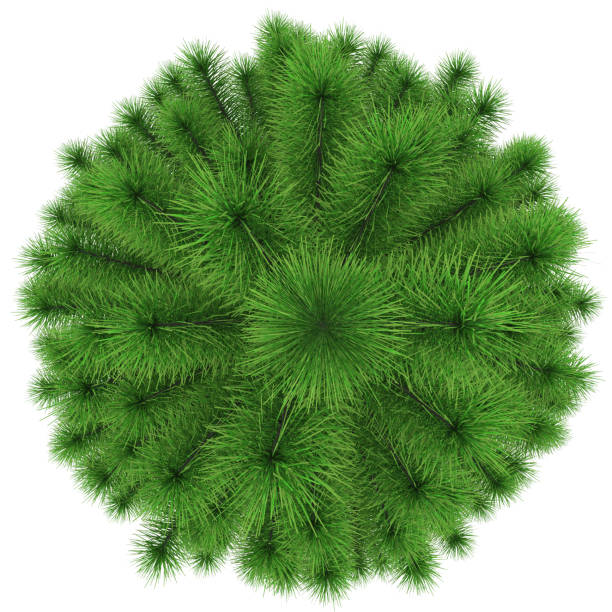istock Christmas tree - fir top view - isolated on white 877930426