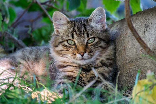 istock Fluffy tabby cat resting in the shade 877930576