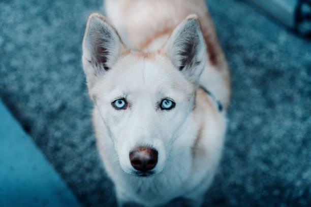 istock High Angle Portrait Of Dog 877930922