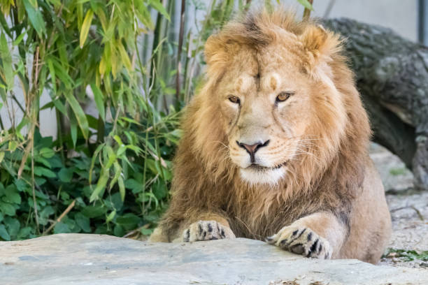 istock Big male lion walking through his territory 877935128