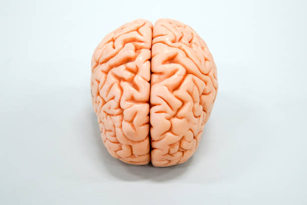 istock Human brain anatomy model for education 877939406